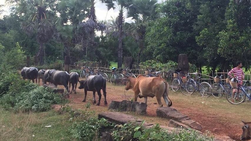 Cambodia Buffaloes Trading
